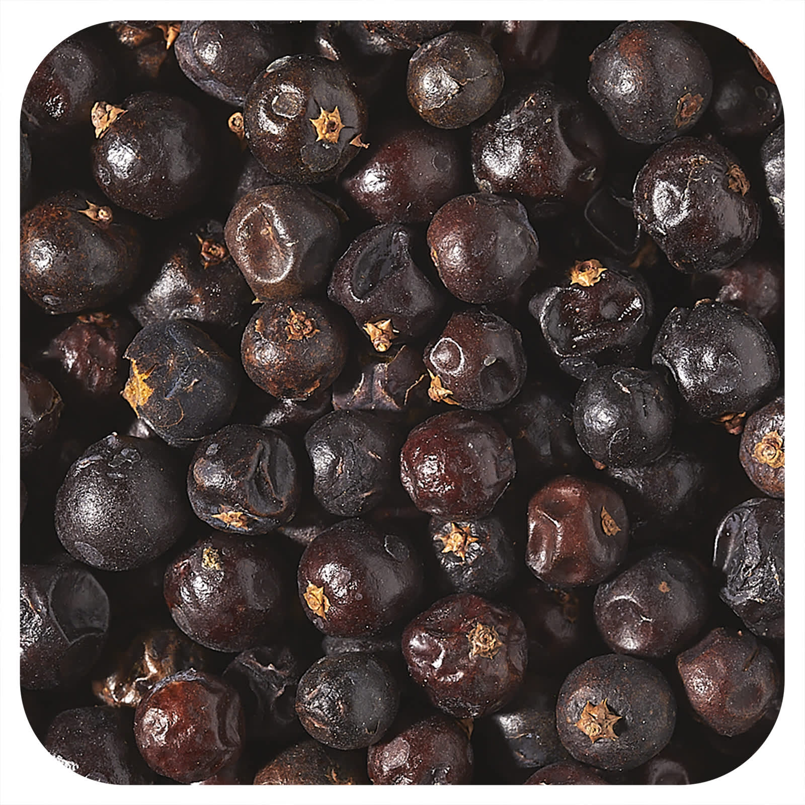 Starwest Botanicals, Organic Juniper Berries, 1 lb (453.6 g) - Image 1