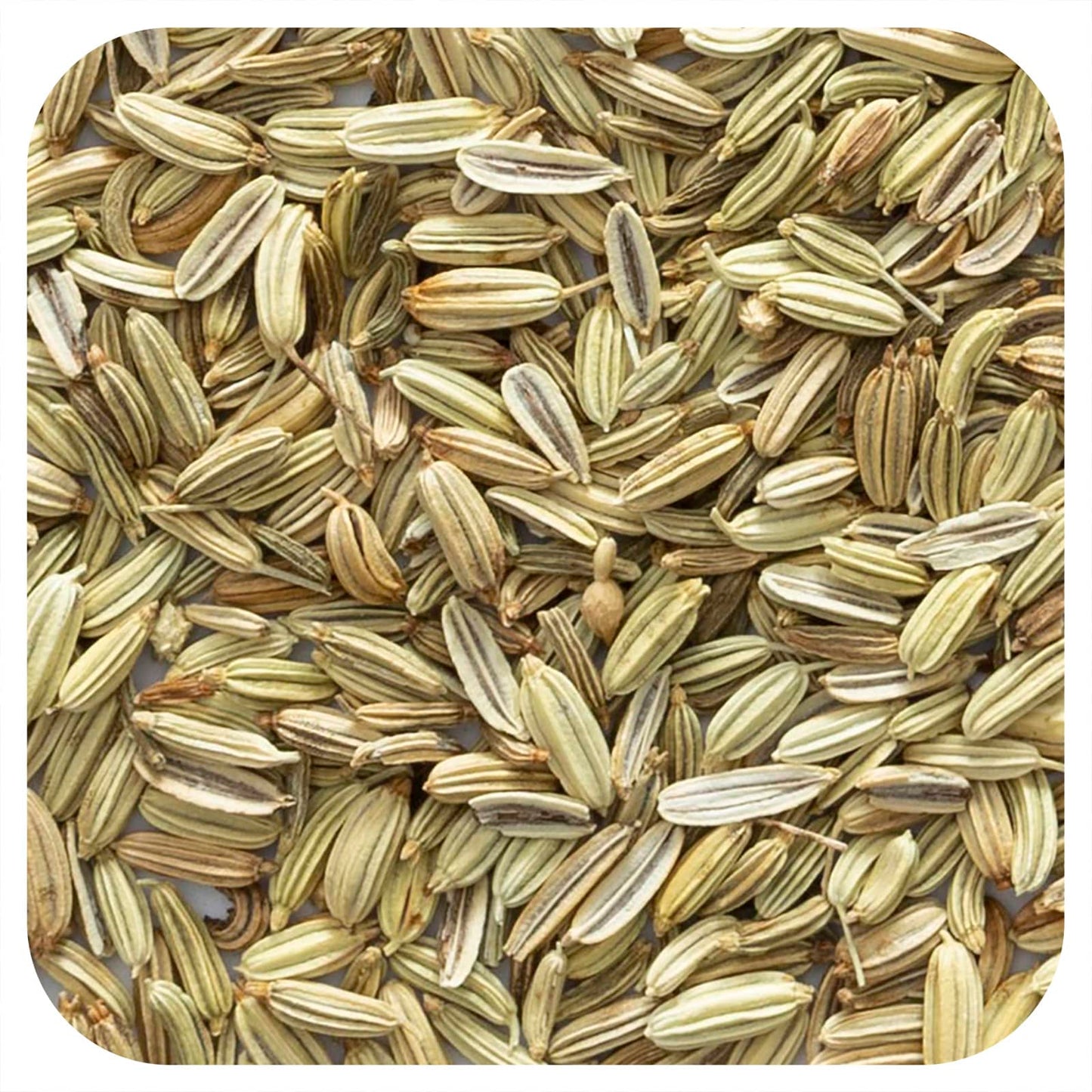 Organic Whole Fennel Seed - Frontier Co-op, 16 oz - Image 1