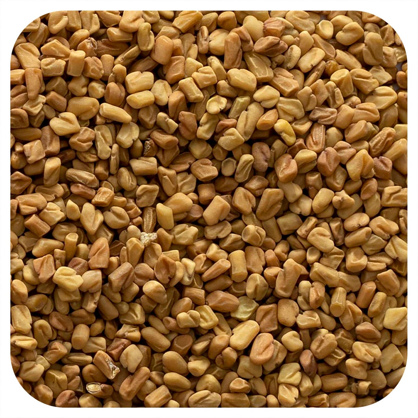 Whole Fenugreek Seeds 16 oz Bulk by Frontier Co-op - Image 1