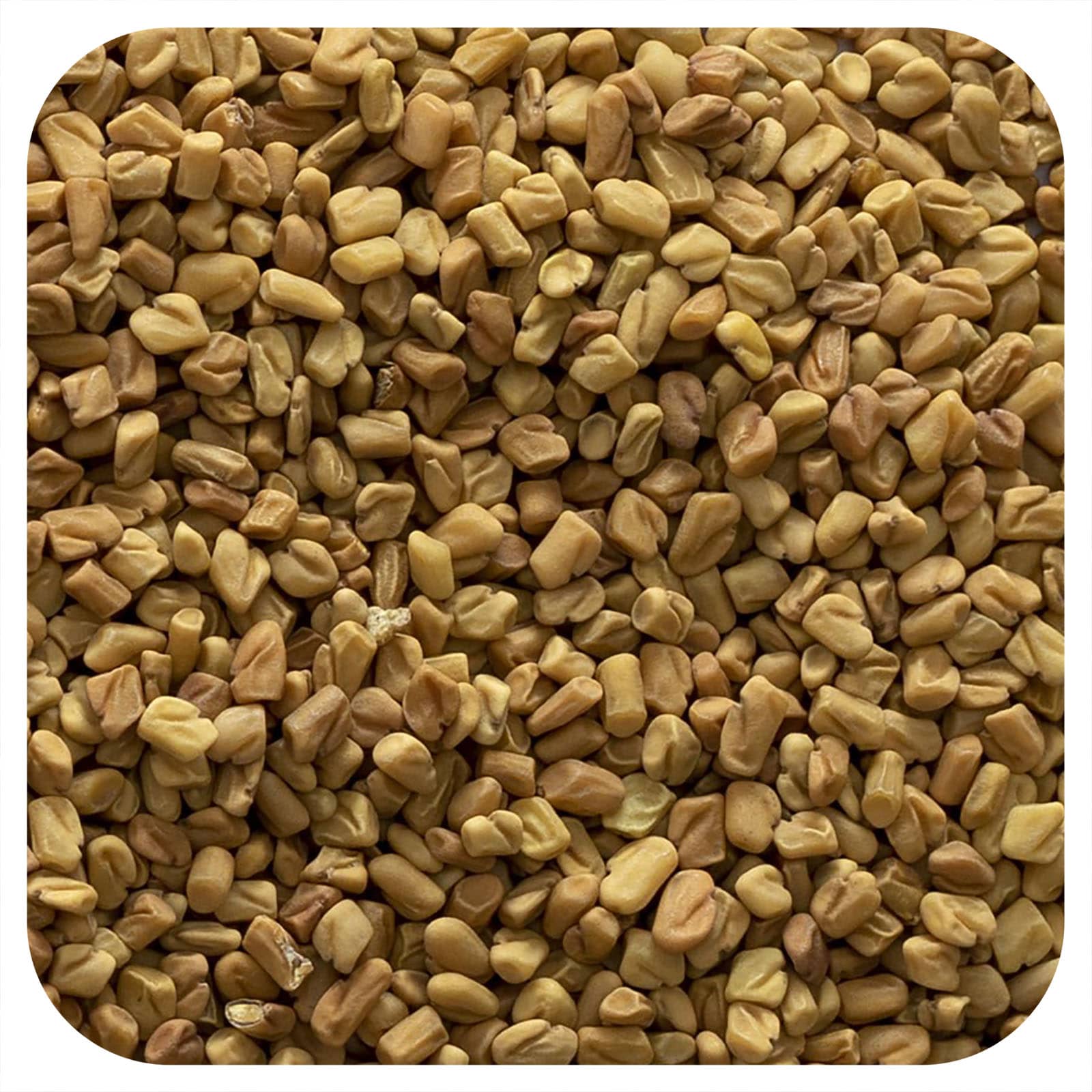 Whole Fenugreek Seeds 16 oz Bulk by Frontier Co-op - Image 1